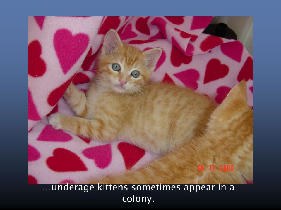…underage kittens sometimes appear in a colony.
