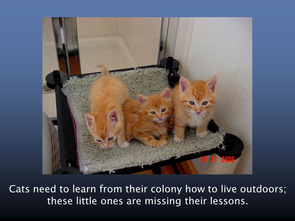 Cats need to learn from their colony how to live outdoors; these little ones are missing their lessons.