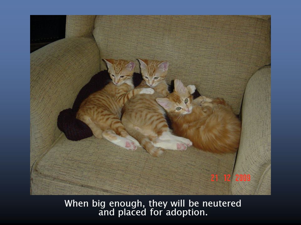 When big enough, they will be neutered and placed for adoption.