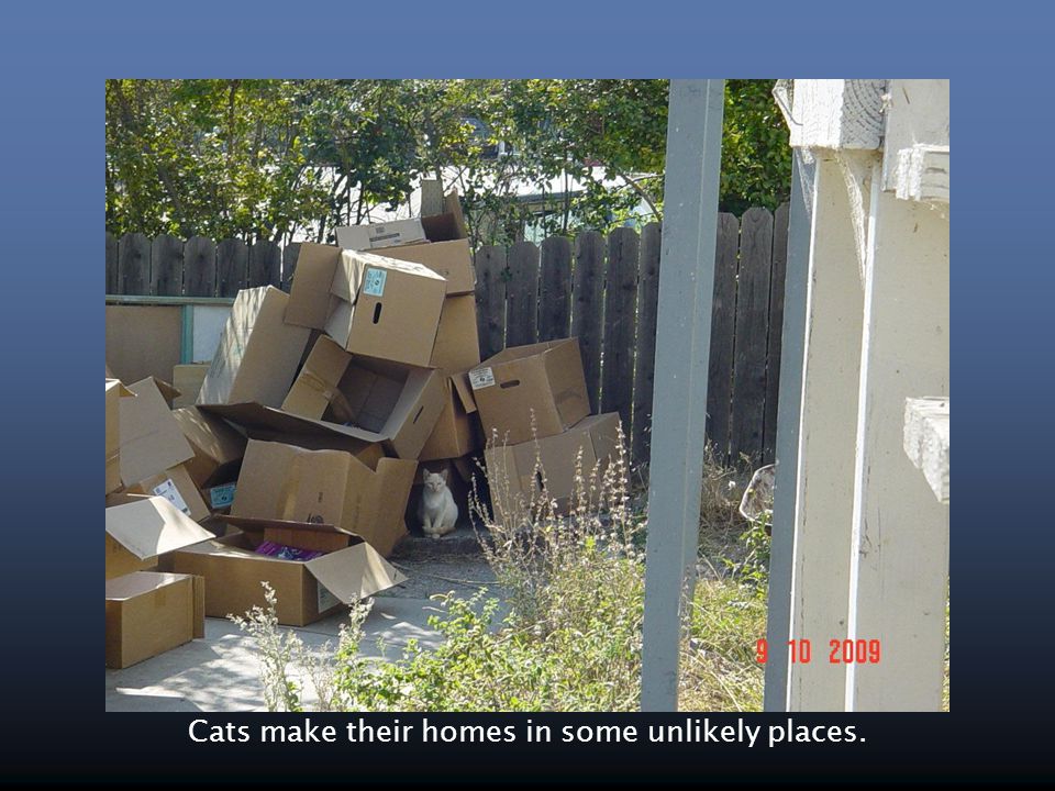 Cats make their homes in some unlikely places.