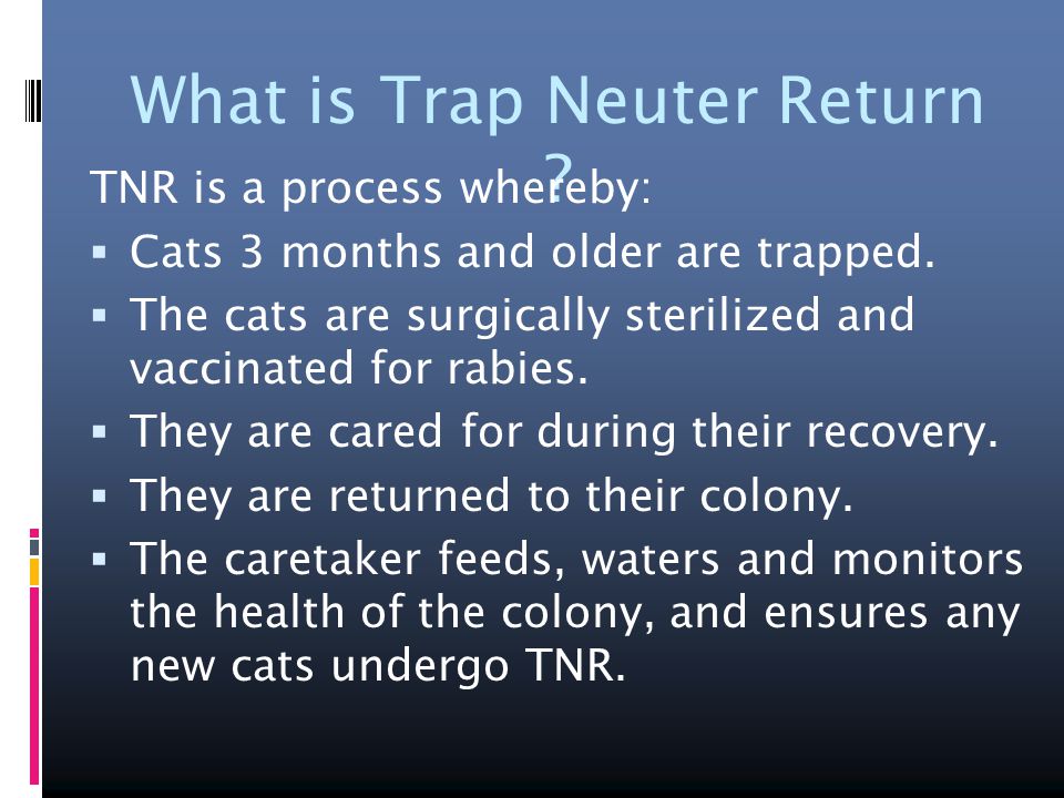 What is Trap Neuter Return . TNR is a process whereby:  Cats 3 months and older are trapped.