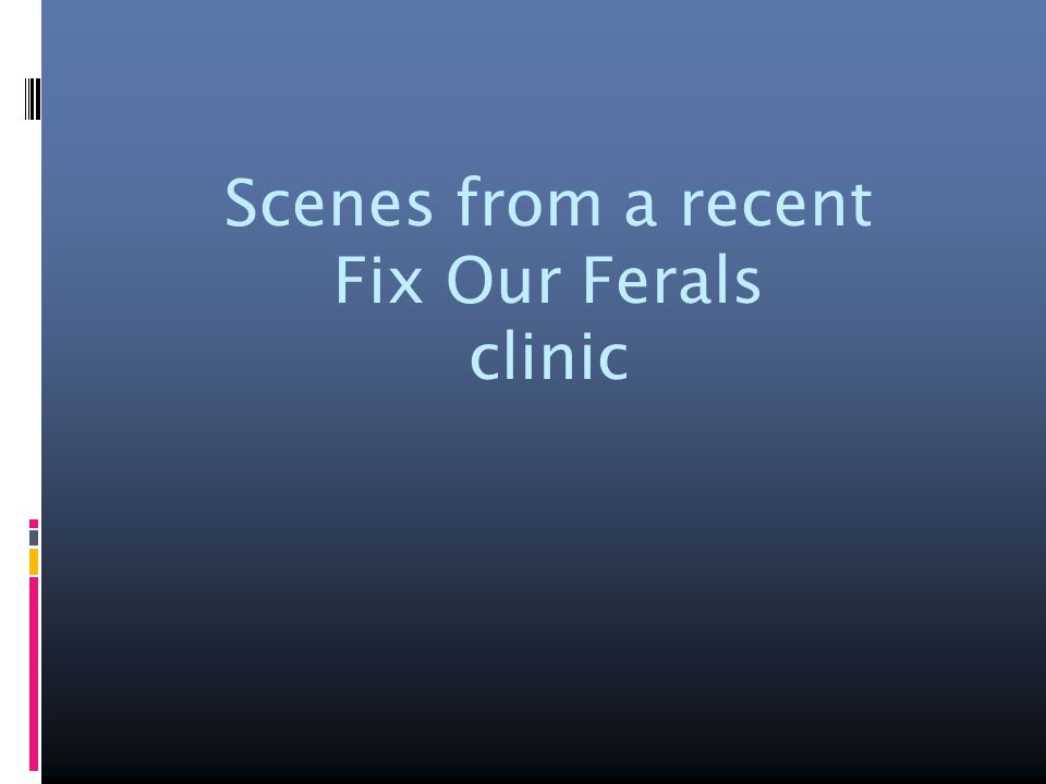Scenes from a recent Fix Our Ferals clinic