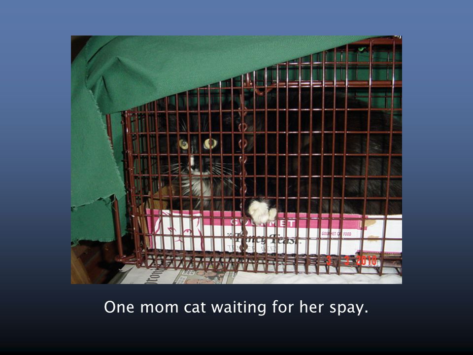 One mom cat waiting for her spay.