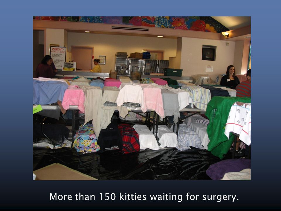 More than 150 kitties waiting for surgery.