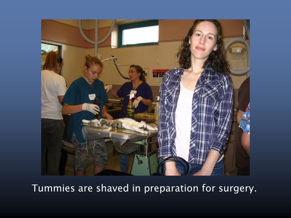 Tummies are shaved in preparation for surgery.