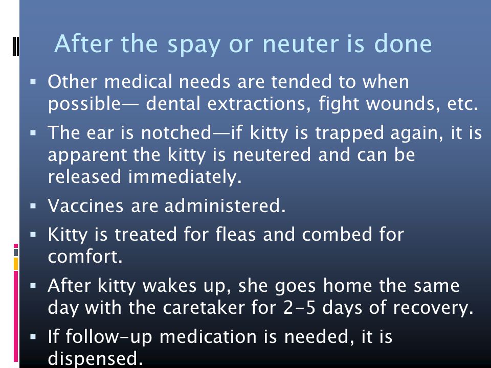After the spay or neuter is done  Other medical needs are tended to when possible— dental extractions, fight wounds, etc.