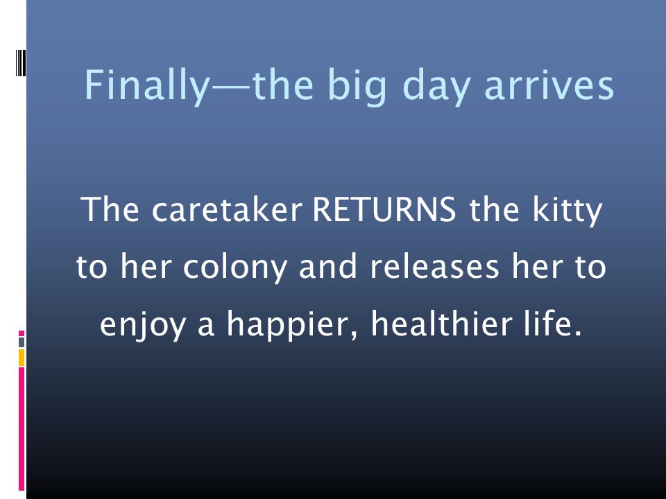 Finally—the big day arrives The caretaker RETURNS the kitty to her colony and releases her to enjoy a happier, healthier life.