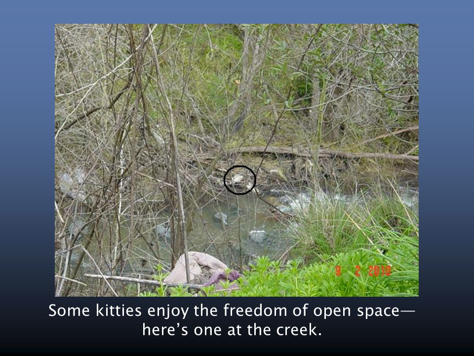 Some kitties enjoy the freedom of open space— here’s one at the creek.