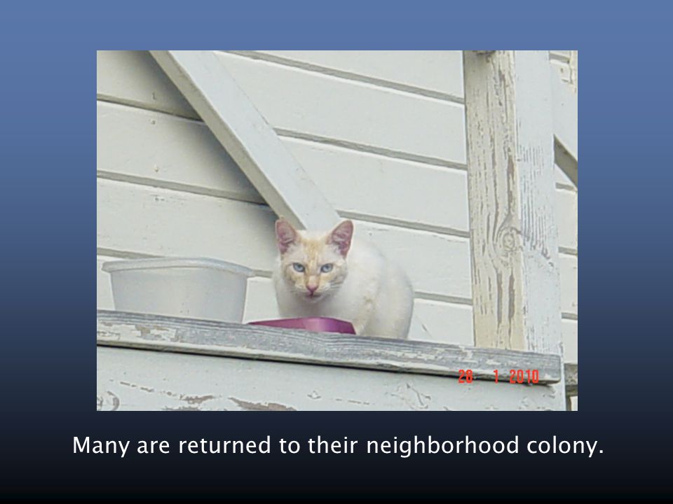 Many are returned to their neighborhood colony.