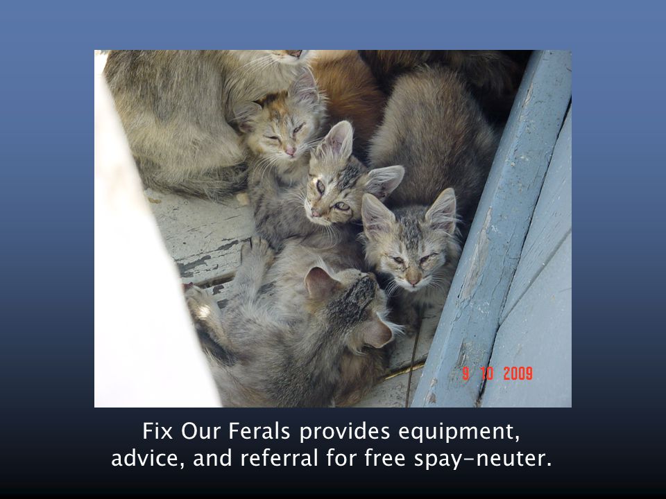 Fix Our Ferals provides equipment, advice, and referral for free spay-neuter.