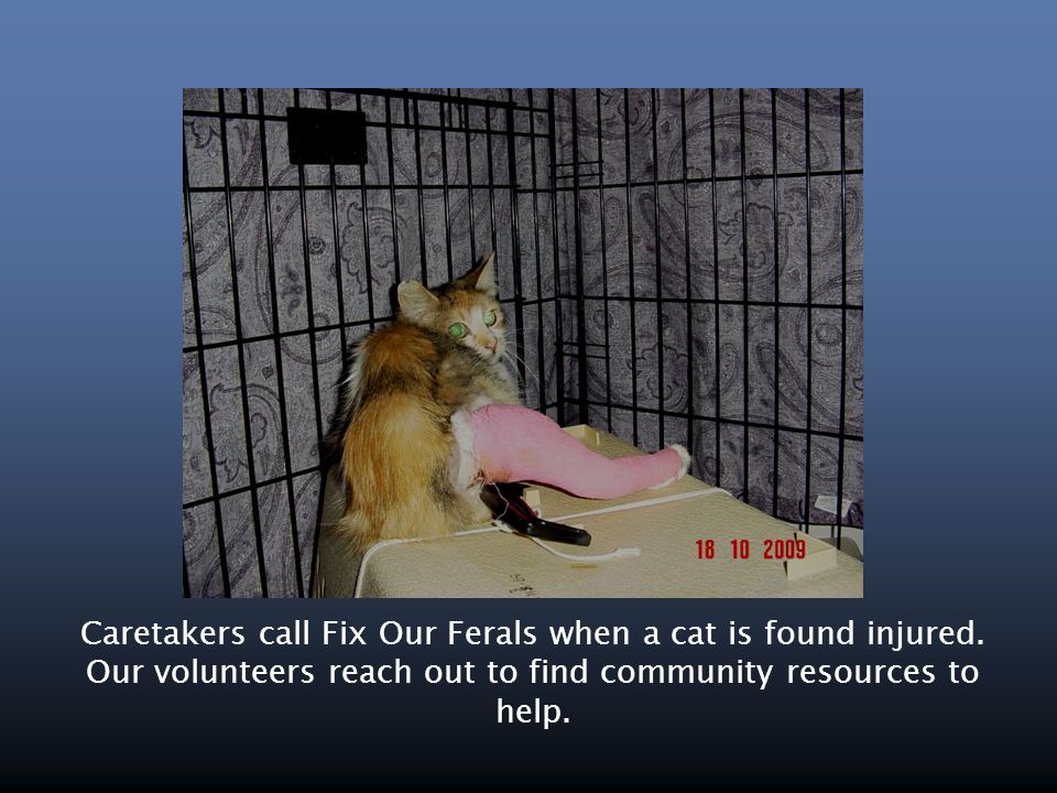 Caretakers call Fix Our Ferals when a cat is found injured.