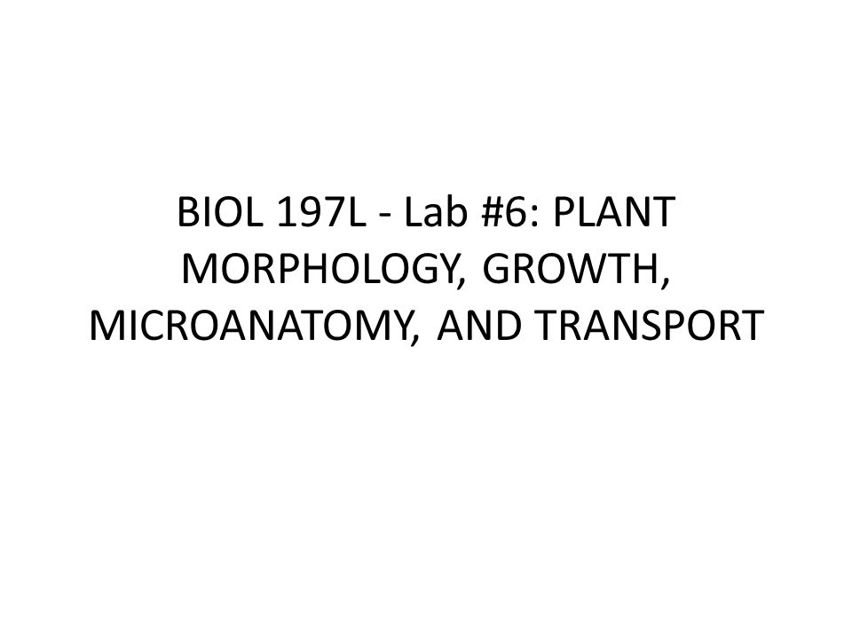 BIOL 197L - Lab #6: PLANT MORPHOLOGY, GROWTH, MICROANATOMY, AND TRANSPORT
