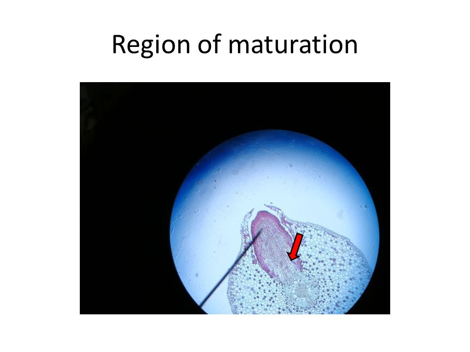 Region of maturation
