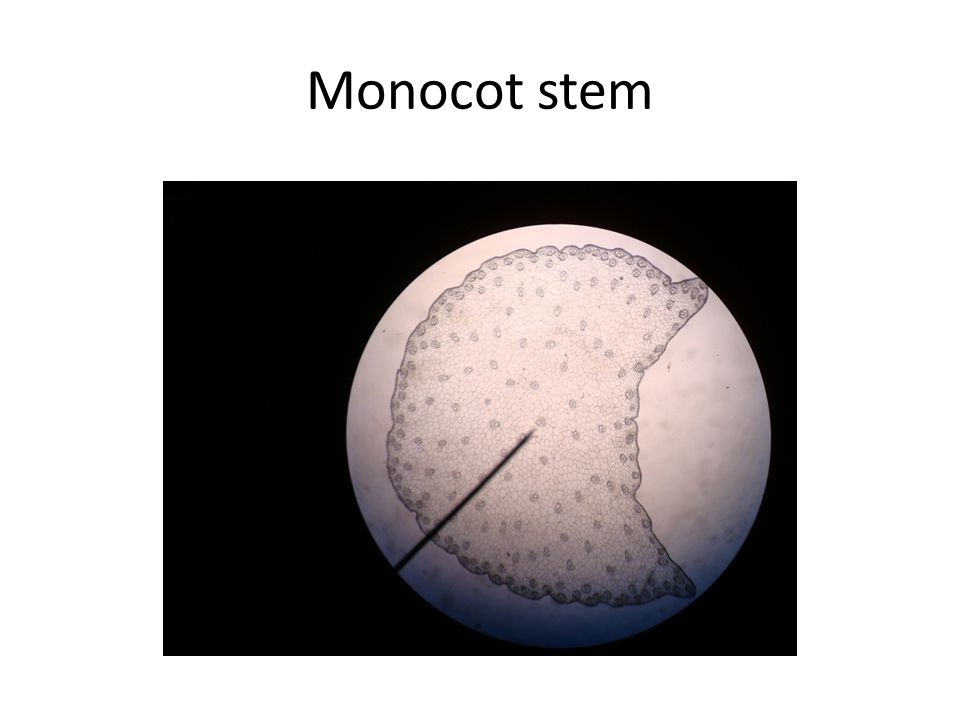 Monocot stem