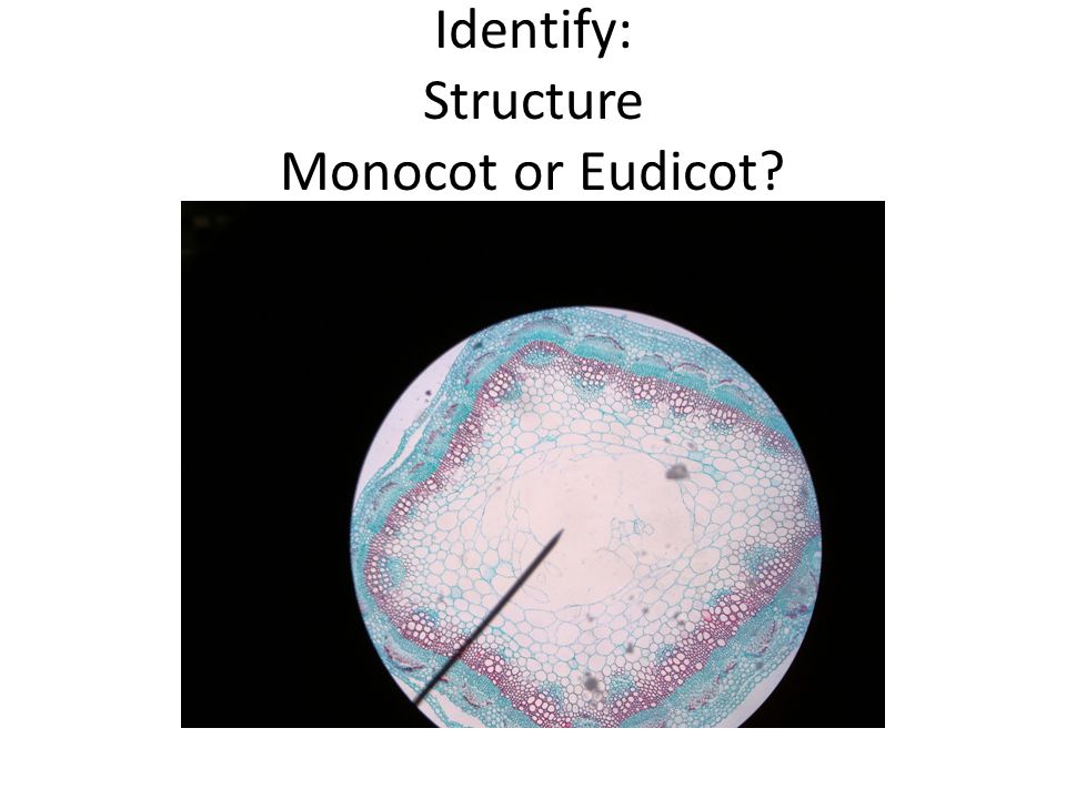 Identify: Structure Monocot or Eudicot