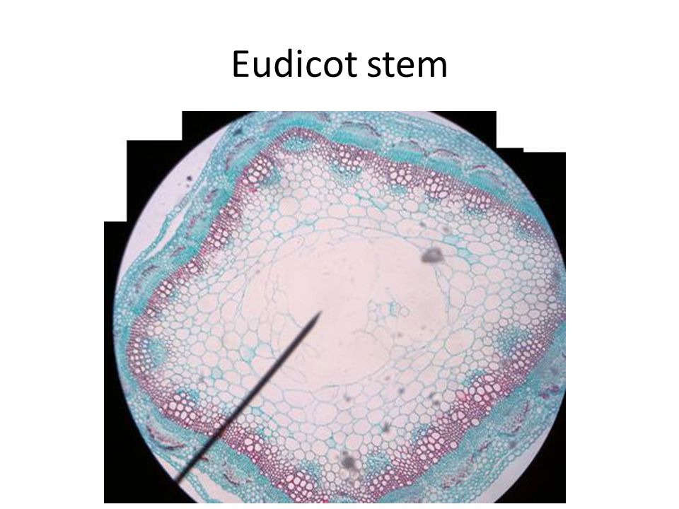 Eudicot stem