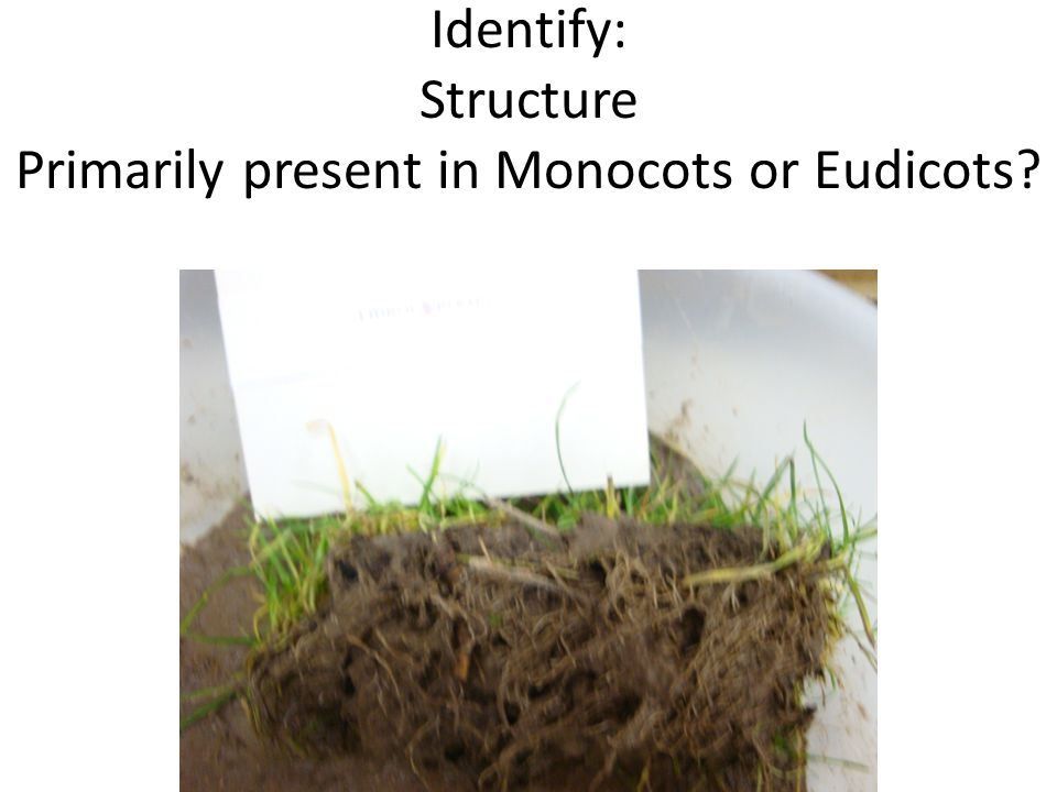 Identify: Structure Primarily present in Monocots or Eudicots