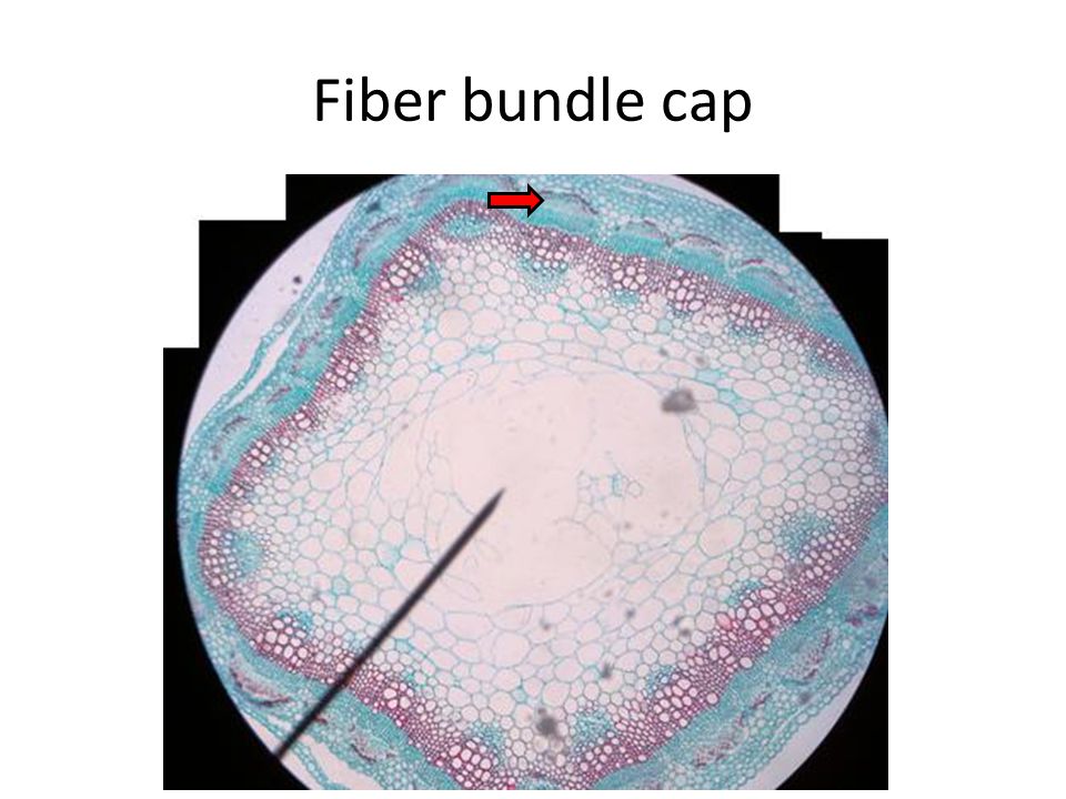 Fiber bundle cap