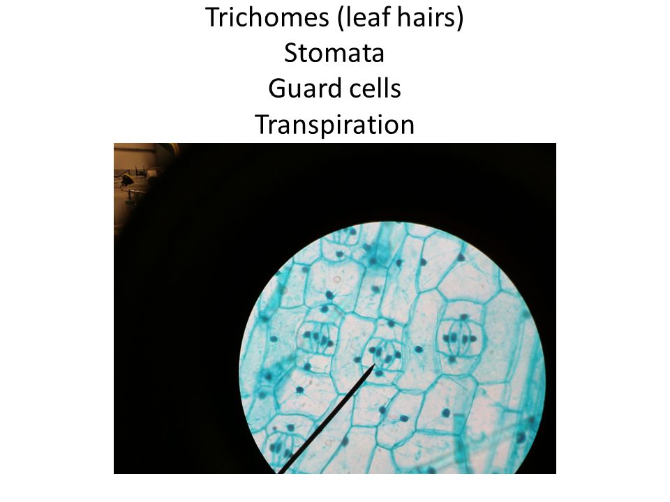 Trichomes (leaf hairs) Stomata Guard cells Transpiration