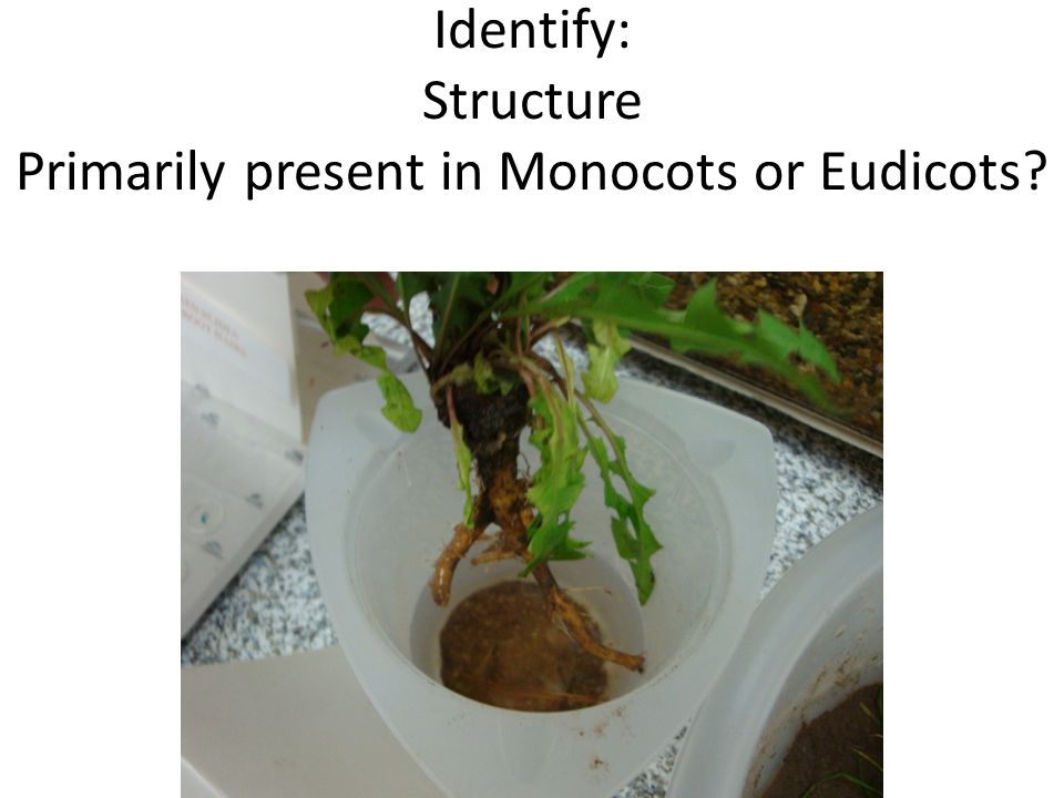 Identify: Structure Primarily present in Monocots or Eudicots