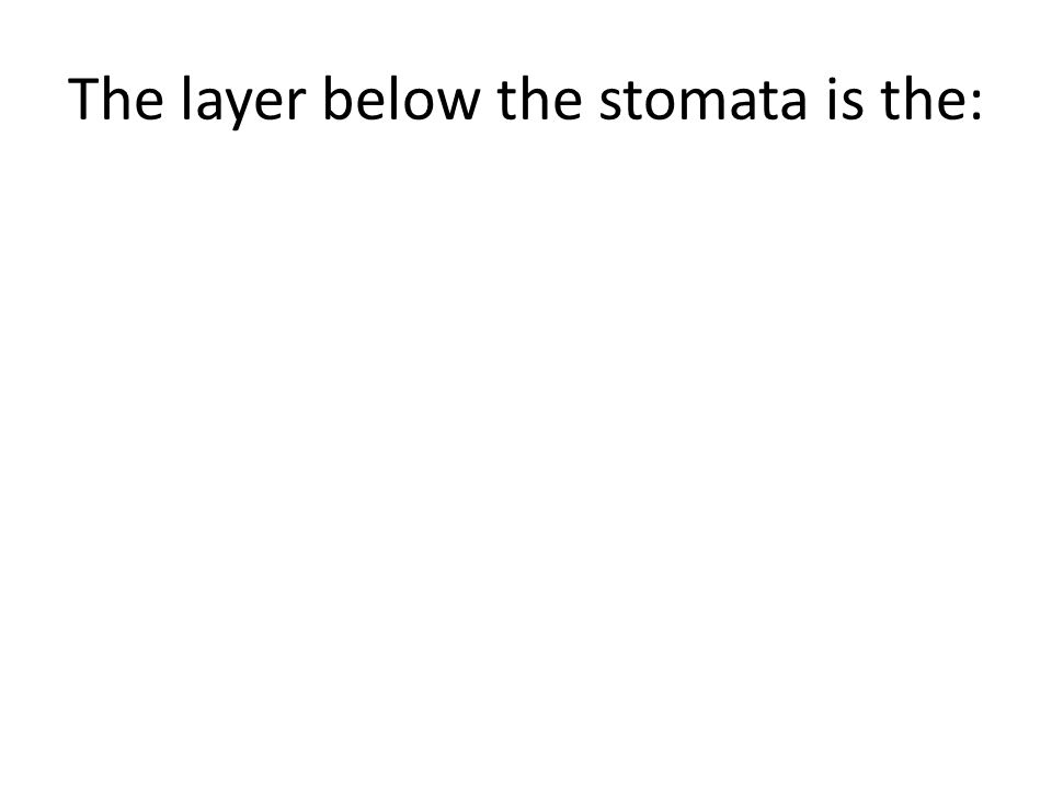 The layer below the stomata is the: