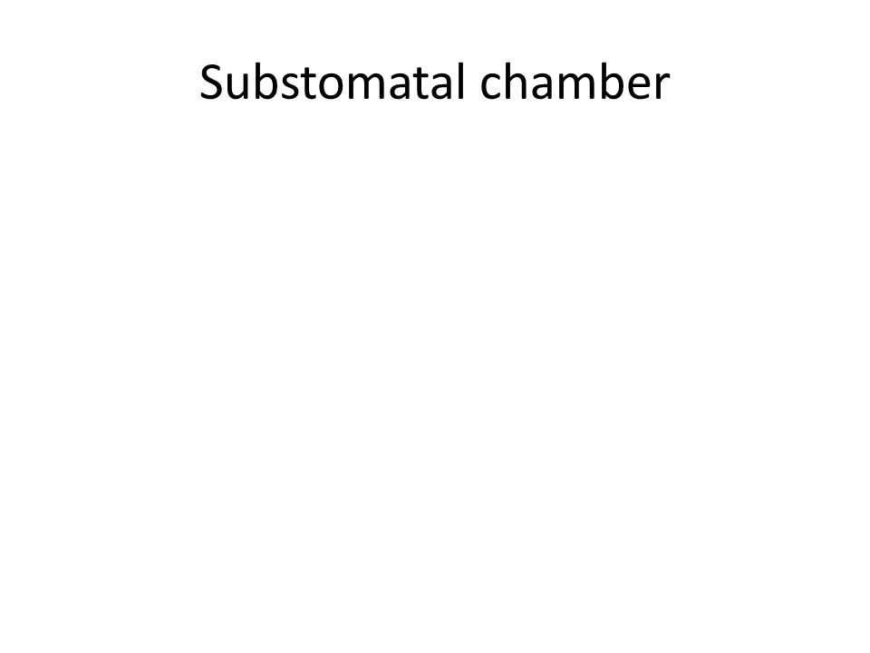 Substomatal chamber