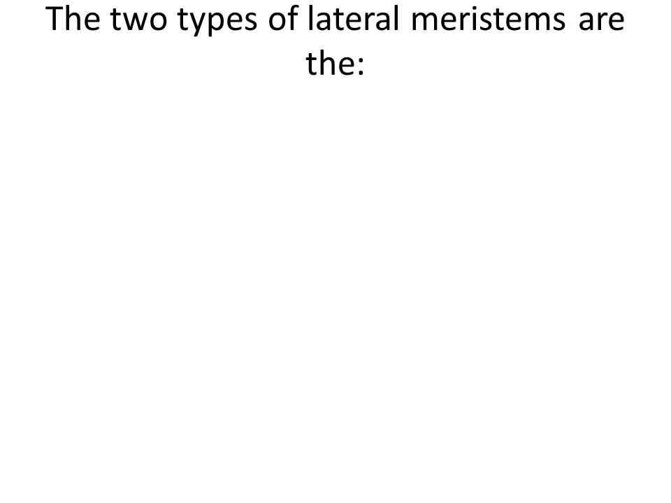 The two types of lateral meristems are the: