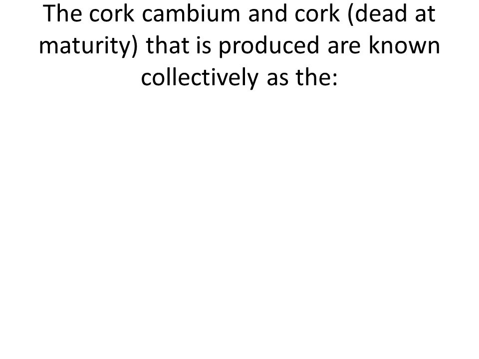 The cork cambium and cork (dead at maturity) that is produced are known collectively as the: