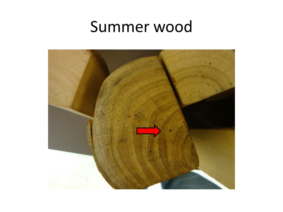 Summer wood