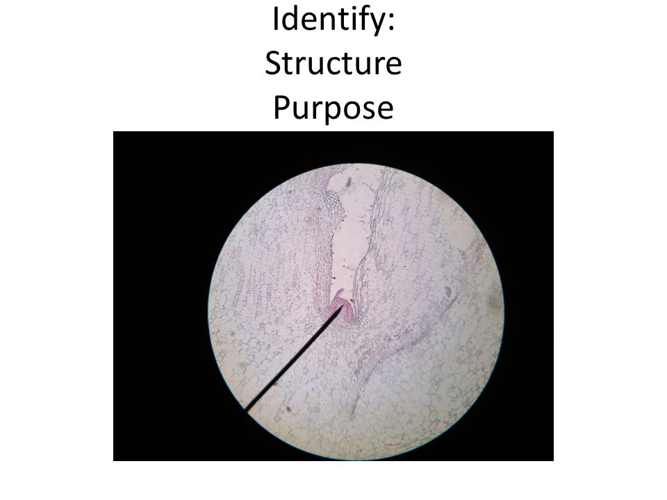 Identify: Structure Purpose