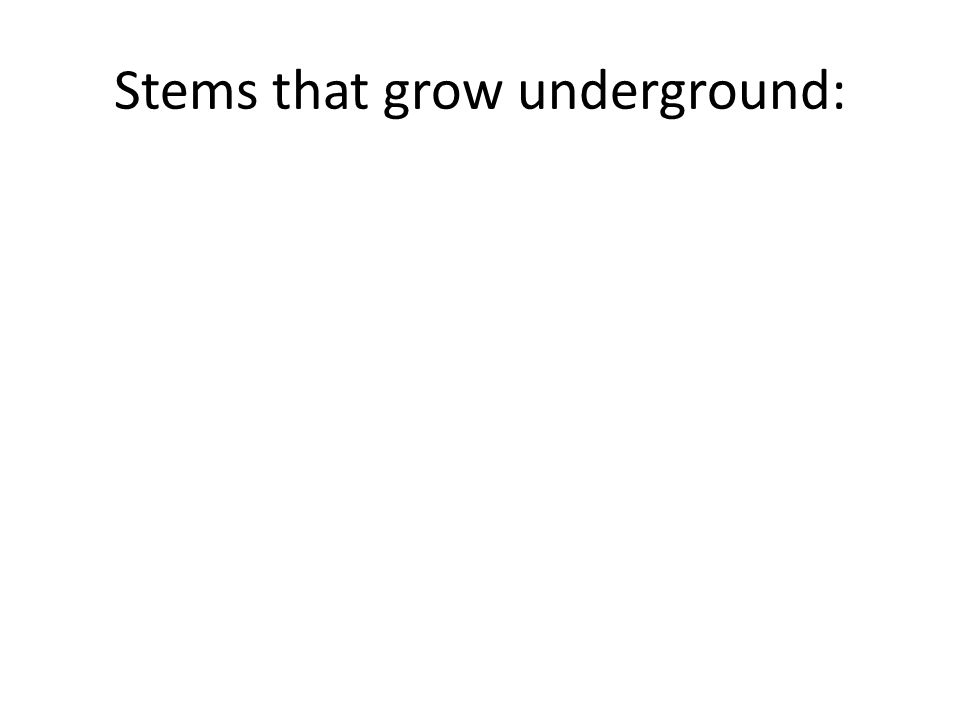 Stems that grow underground: