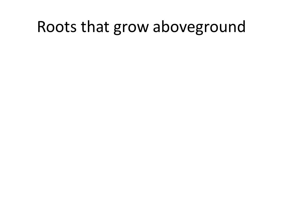 Roots that grow aboveground