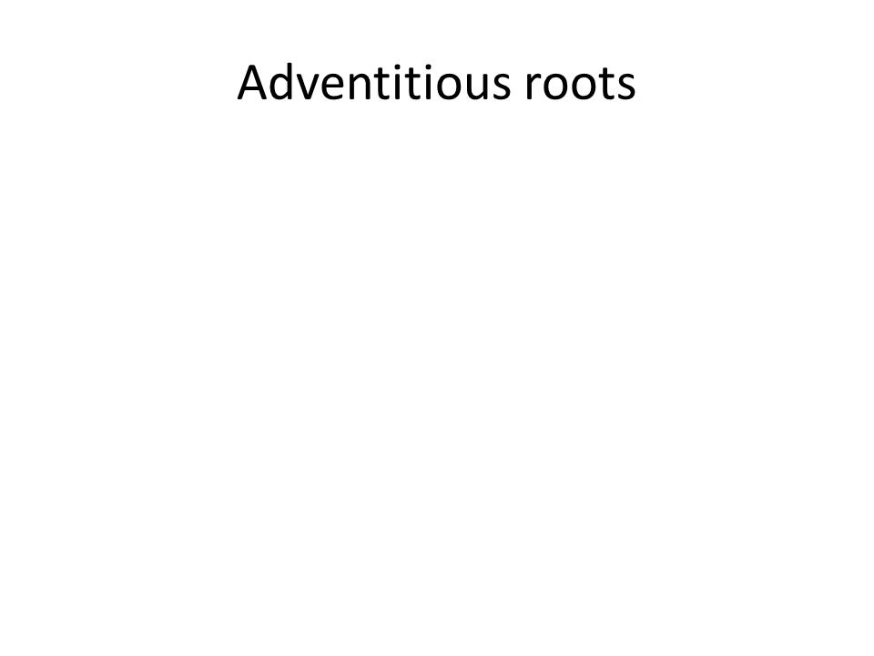 Adventitious roots