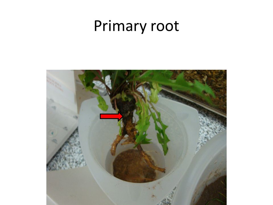 Primary root