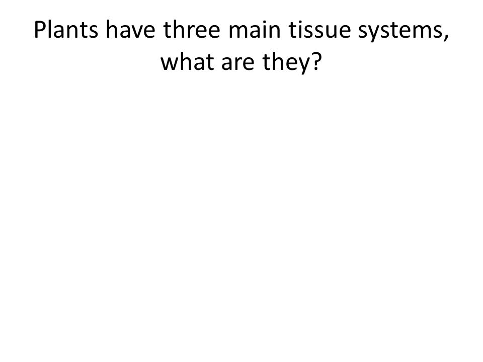 Plants have three main tissue systems, what are they