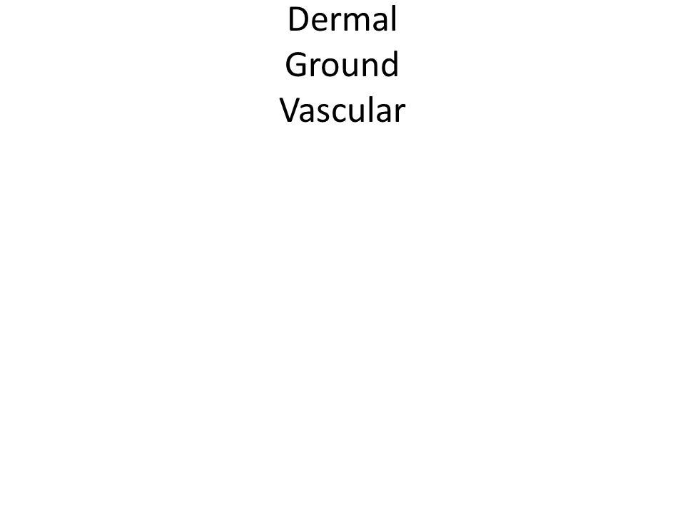 Dermal Ground Vascular