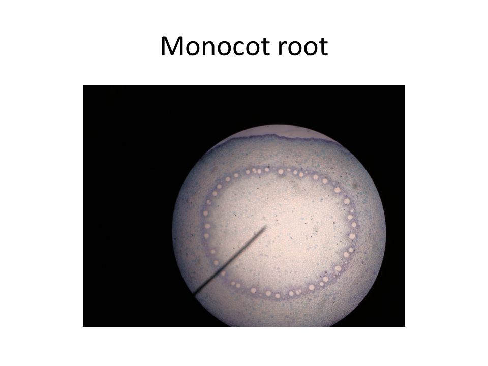 Monocot root