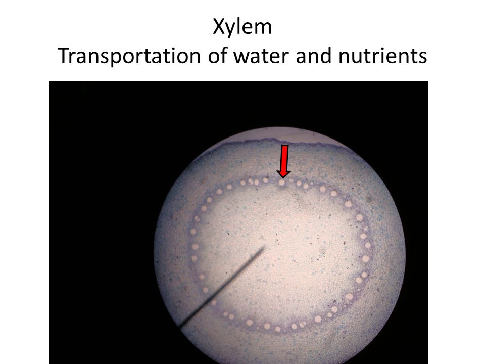 Xylem Transportation of water and nutrients
