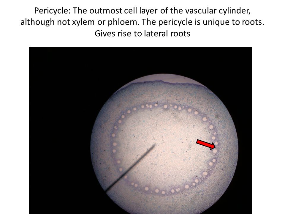 Pericycle: The outmost cell layer of the vascular cylinder, although not xylem or phloem.