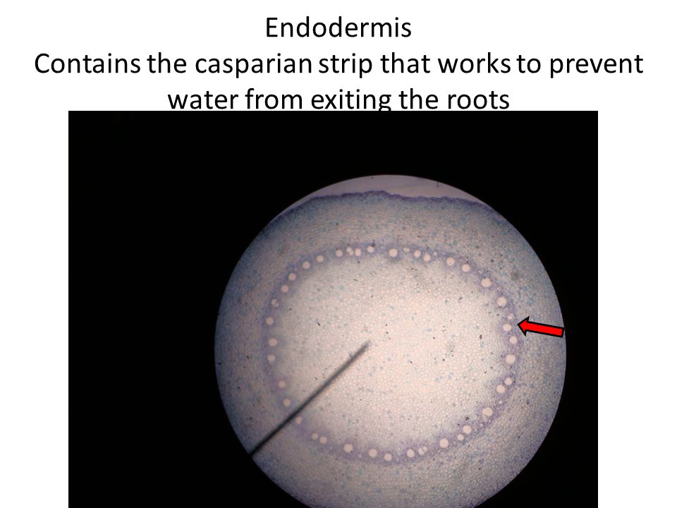 Endodermis Contains the casparian strip that works to prevent water from exiting the roots