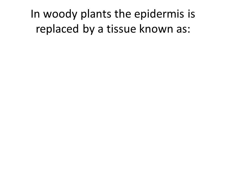 In woody plants the epidermis is replaced by a tissue known as: