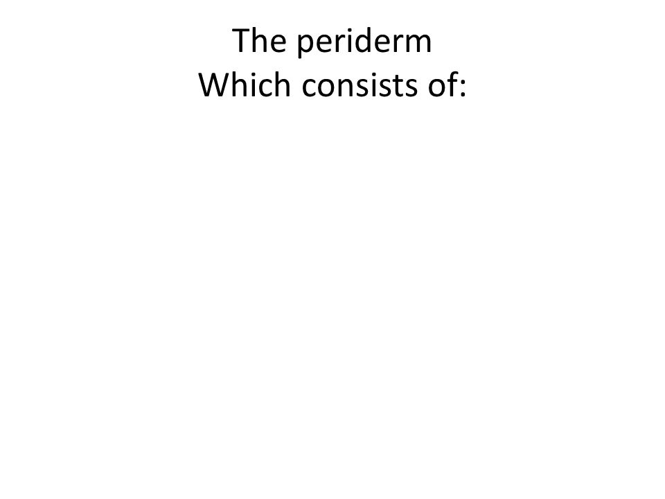 The periderm Which consists of: