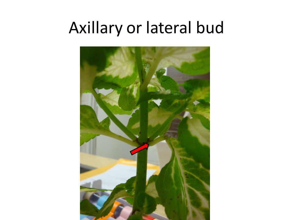 Axillary or lateral bud