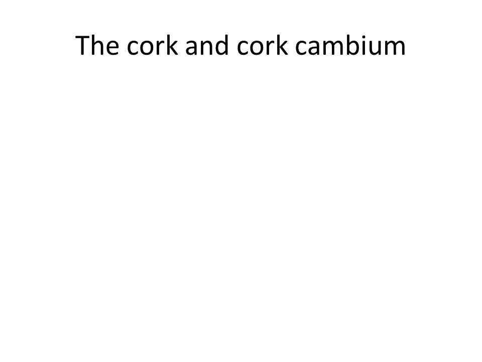 The cork and cork cambium
