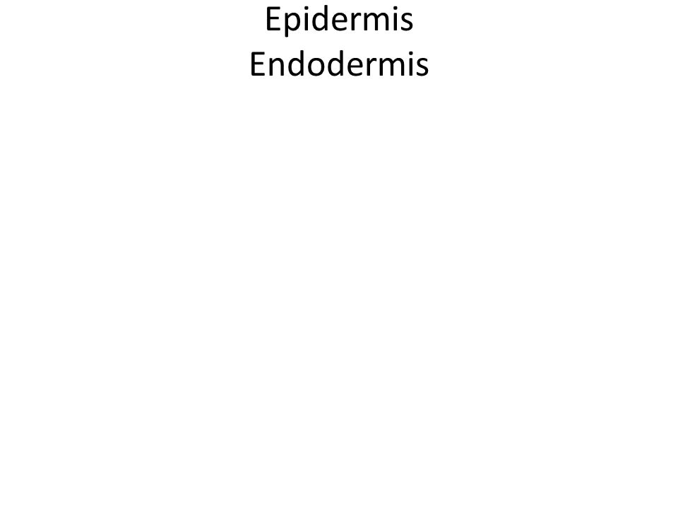 Epidermis Endodermis