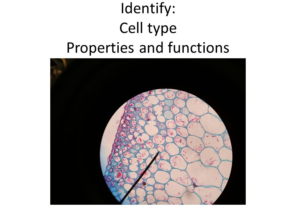 Identify: Cell type Properties and functions