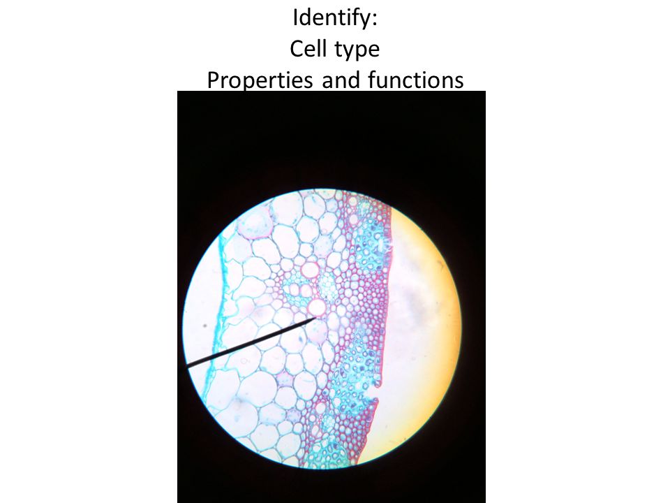 Identify: Cell type Properties and functions