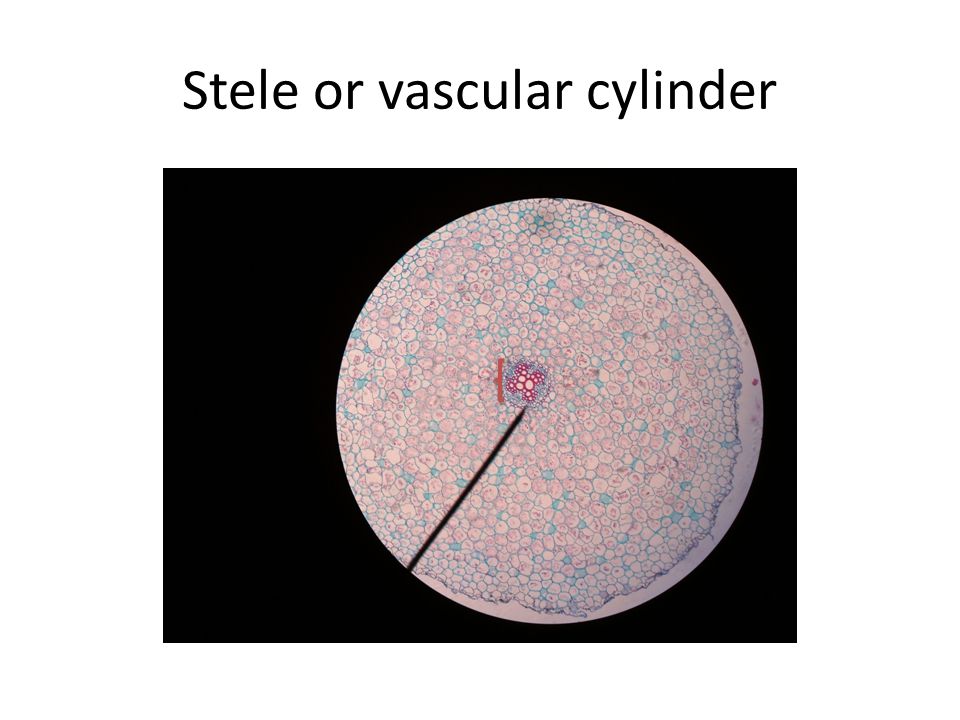 Stele or vascular cylinder