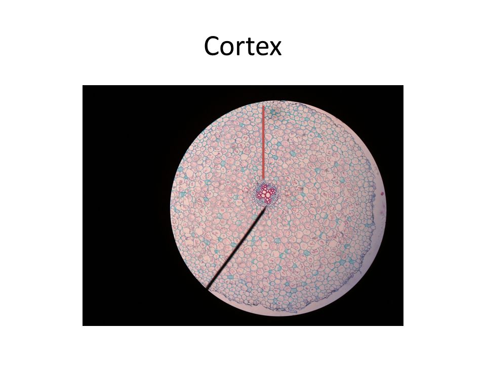 Cortex