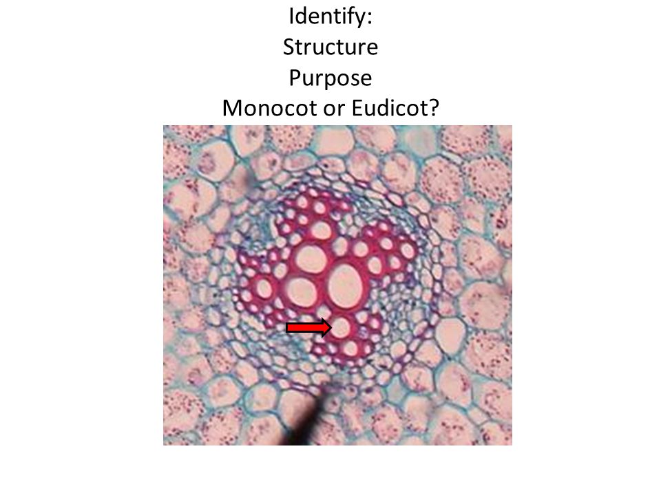 Identify: Structure Purpose Monocot or Eudicot